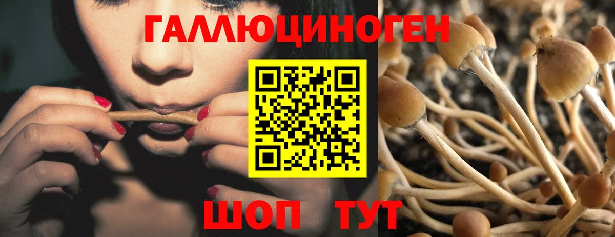 Галлюциногенные грибы Psilocybe  Вход с VPN  Азнакаево 